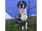 Adopt Willow VI a Black Great Dane / Mixed dog in Dallas, TX (39726788)