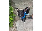 Adopt Zara a Black - with White Pit Bull Terrier / Staffordshire Bull Terrier /