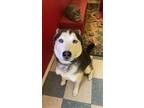 Adopt Loki a Black - with White Husky / Mixed dog in Houston, TX (41334054)