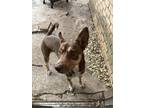 Adopt Zuse a Brown/Chocolate - with White Doberman Pinscher / Mixed dog in