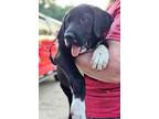 Adopt Tux a Black - with White Great Dane / Labrador Retriever / Mixed dog in