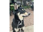 Adopt Tilly a Black - with Tan, Yellow or Fawn Husky / Border Collie / Mixed dog