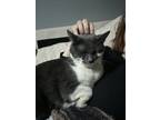 Adopt Ramona a White (Mostly) American Shorthair / Mixed (short coat) cat in
