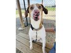 Adopt Hank a Brown/Chocolate Coonhound / Mixed dog in Kokomo, IN (41306228)