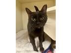 Adopt Odessa (Cat Cafe) a All Black Domestic Shorthair / Domestic Shorthair /