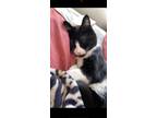 Adopt Cleo a Black & White or Tuxedo Abyssinian / Mixed (short coat) cat in