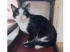 Adopt Hershey a Black & White or Tuxedo Domestic Shorthair (short coat) cat in