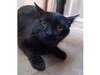 Adopt Binx a All Black Domestic Shorthair (short coat) cat in St.