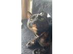 Adopt Purrsephone a Tortoiseshell Domestic Shorthair / Mixed (short coat) cat in