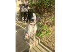 Adopt Ollie a White - with Black German Wirehaired Pointer / Mixed dog in