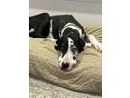 Adopt Benelli a Black - with White Great Dane / Mixed dog in Overland