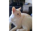 Adopt Cloud a White (Mostly) Domestic Mediumhair / Mixed (medium coat) cat in