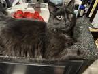 Adopt Grimace a All Black Domestic Mediumhair / Mixed (medium coat) cat in