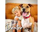 Adopt Dexter Save Dreamy a Tan/Yellow/Fawn - with Black Mixed Breed (Medium) dog