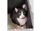 Adopt Dicky a Black & White or Tuxedo Domestic Shorthair (short coat) cat in St.