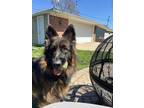 Adopt Ace a Brown/Chocolate - with Black German Shepherd Dog / Mixed dog in