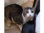 Adopt Waffles a Tiger Striped Tabby (short coat) cat in St. Marys, WV (38677594)