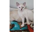 Adopt Absinthe a Gray or Blue Siamese (short coat) cat in Victoria