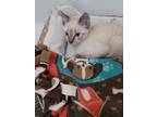 Adopt Amaryllis a Gray or Blue Siamese (short coat) cat in Victoria