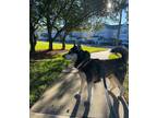 Adopt Raptor a Black - with White Husky / Mixed dog in Orlando, FL (41333818)