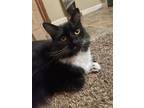 Adopt Milo a Black & White or Tuxedo Norwegian Forest Cat / Mixed (medium coat)