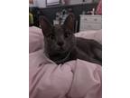 Adopt mia a Gray or Blue Abyssinian / Mixed (medium coat) cat in Kingsville