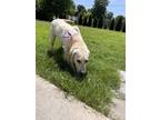 Adopt Sal a White - with Tan, Yellow or Fawn Labrador Retriever / Mixed dog in