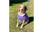 Adopt Ellie Mae a Hound (Unknown Type) / Mixed dog in Darlington, SC (39481369)