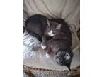 Adopt Lex and Buchla a Gray or Blue (Mostly) Domestic Shorthair / Mixed (short