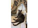 Adopt Blu a Gray or Blue American Shorthair / Mixed (short coat) cat in Tracy