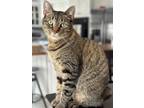 Adopt Luna Tuna a Brown Tabby American Shorthair / Mixed (medium coat) cat in