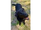Adopt Raven a Black Labrador Retriever / Mixed dog in Charlotte, NC (41333736)