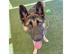 Adopt Pineapple a German Shepherd Dog / Mixed dog in Walnut Creek, CA (41258792)