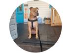 Adopt Echo a Brown/Chocolate - with White American Pit Bull Terrier / Mixed dog