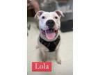 Adopt Lola a White American Pit Bull Terrier / Mixed dog in Skiatook