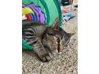 Adopt Mikey a Brown Tabby Domestic Shorthair / Mixed (short coat) cat in Battle