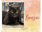 Adopt Banzai a All Black Domestic Shorthair / Mixed cat in Hamilton