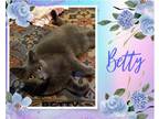 Adopt Betty a Gray or Blue Domestic Shorthair / Mixed cat in Hamilton