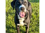 Adopt Whiskey a Black Labrador Retriever / Mixed Breed (Medium) dog in