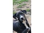 Adopt Catarina a Brindle - with White Boxer / Labrador Retriever / Mixed dog in