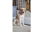 Adopt Maisley a White - with Tan, Yellow or Fawn Retriever (Unknown Type) /