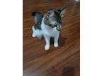 Adopt Leo a Gray or Blue Domestic Mediumhair / Mixed (medium coat) cat in