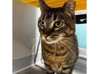 Adopt Parker a Brown or Chocolate Domestic Shorthair / Domestic Shorthair /