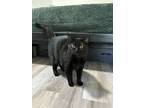 Adopt Boba a All Black Domestic Shorthair / Mixed (short coat) cat in Meadow