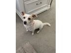 Adopt Jack a White Jack Russell Terrier / Mixed dog in San Jose, CA (41333450)