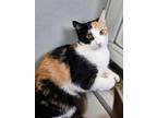 Adopt Kitty Kitty a Brown Tabby Domestic Shorthair / Mixed Breed (Medium) /