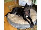 Adopt Maggie a Black Cane Corso / Mastiff / Mixed dog in Marina Del Ray