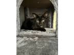 Adopt Blueberry a All Black Domestic Shorthair / Mixed cat in Boca Raton