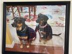 Adopt S.O.S sweet bonded pair!! a Black - with Brown, Red, Golden