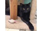 Adopt Boo Kitty 5097 a All Black Domestic Shorthair cat in Frankfort